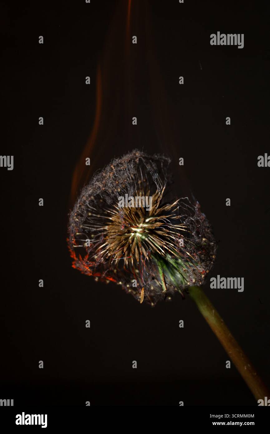 Dente di leone in fiamme contro il nero. Cattura il dramma della perdita e della rinascita, perfetto per progetti artistici e copertine di libri filosofici. Foto Stock