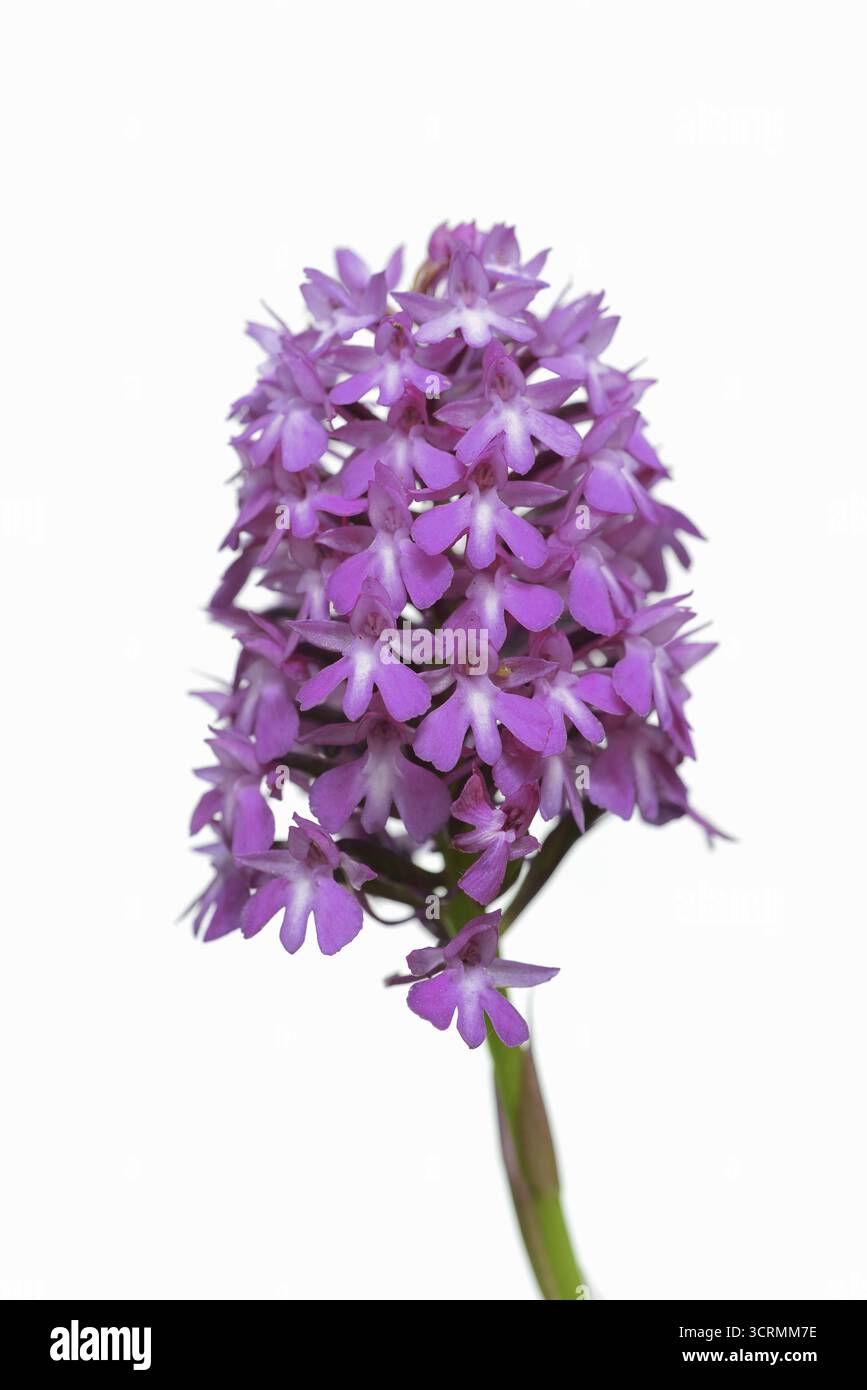 Dogbane piramidale (Anacamptis pyramidalis), infiorescenza su sfondo bianco, Kaiserstuhl, Baden-Wuerttemberg, Germania Foto Stock
