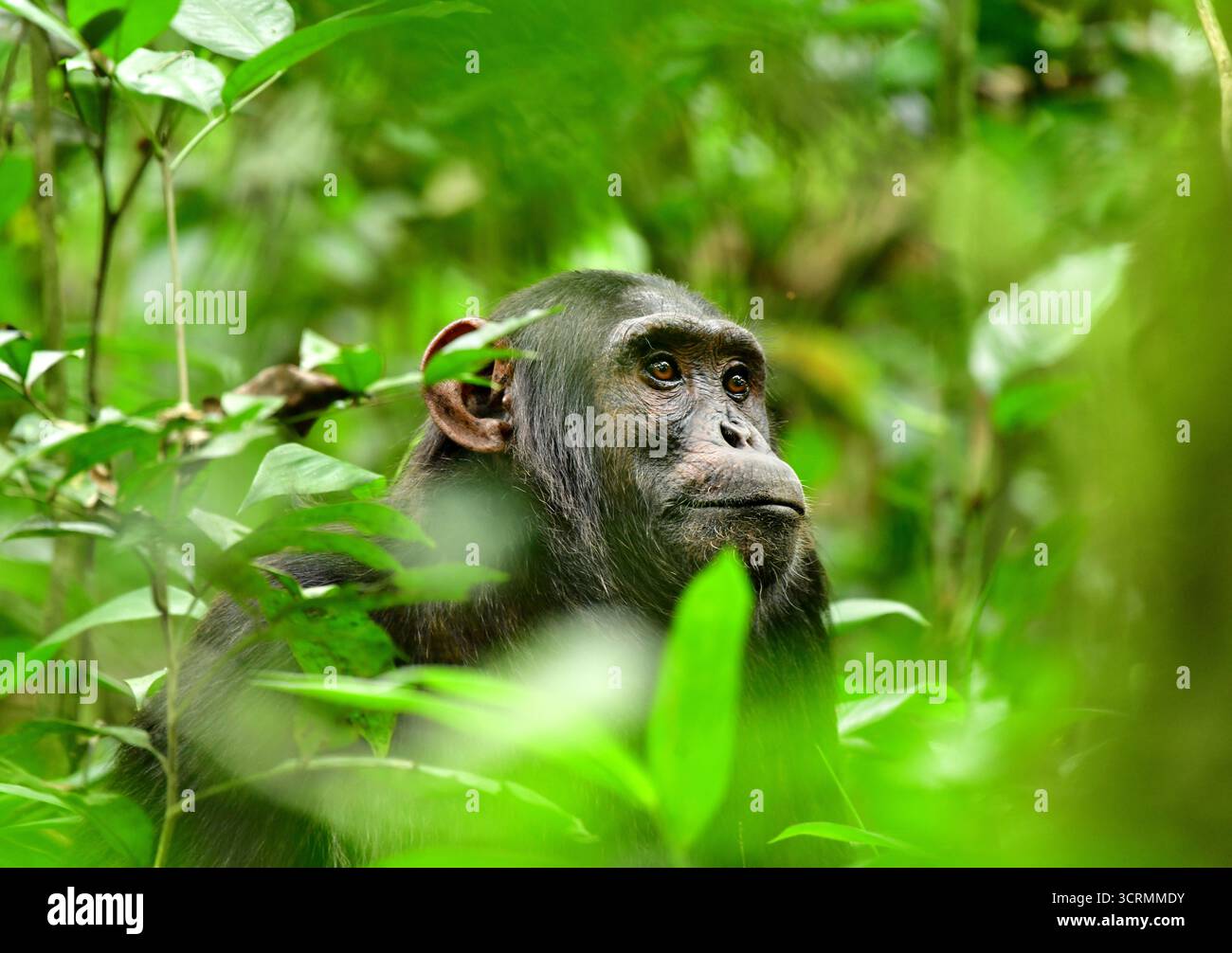 Ritratto di uno scimpanzé comune (Pan Troglodytes) nella foresta. Kibale National Park. Uganda Foto Stock