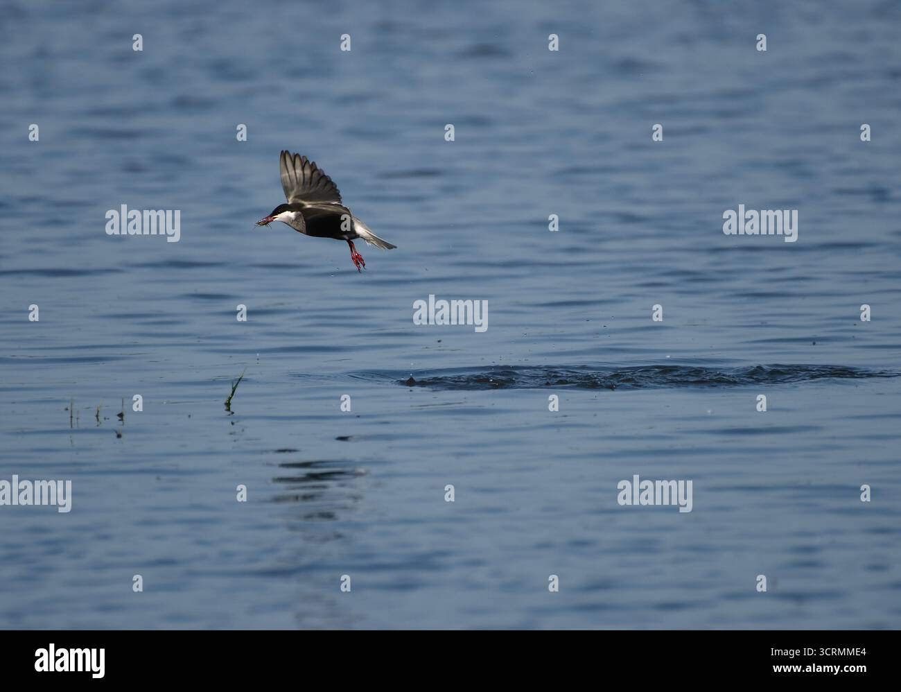 Pesca alla Terna Whiskered (Chlidonias hybrida). Parco nazionale Neusiedlersee, Austria Foto Stock