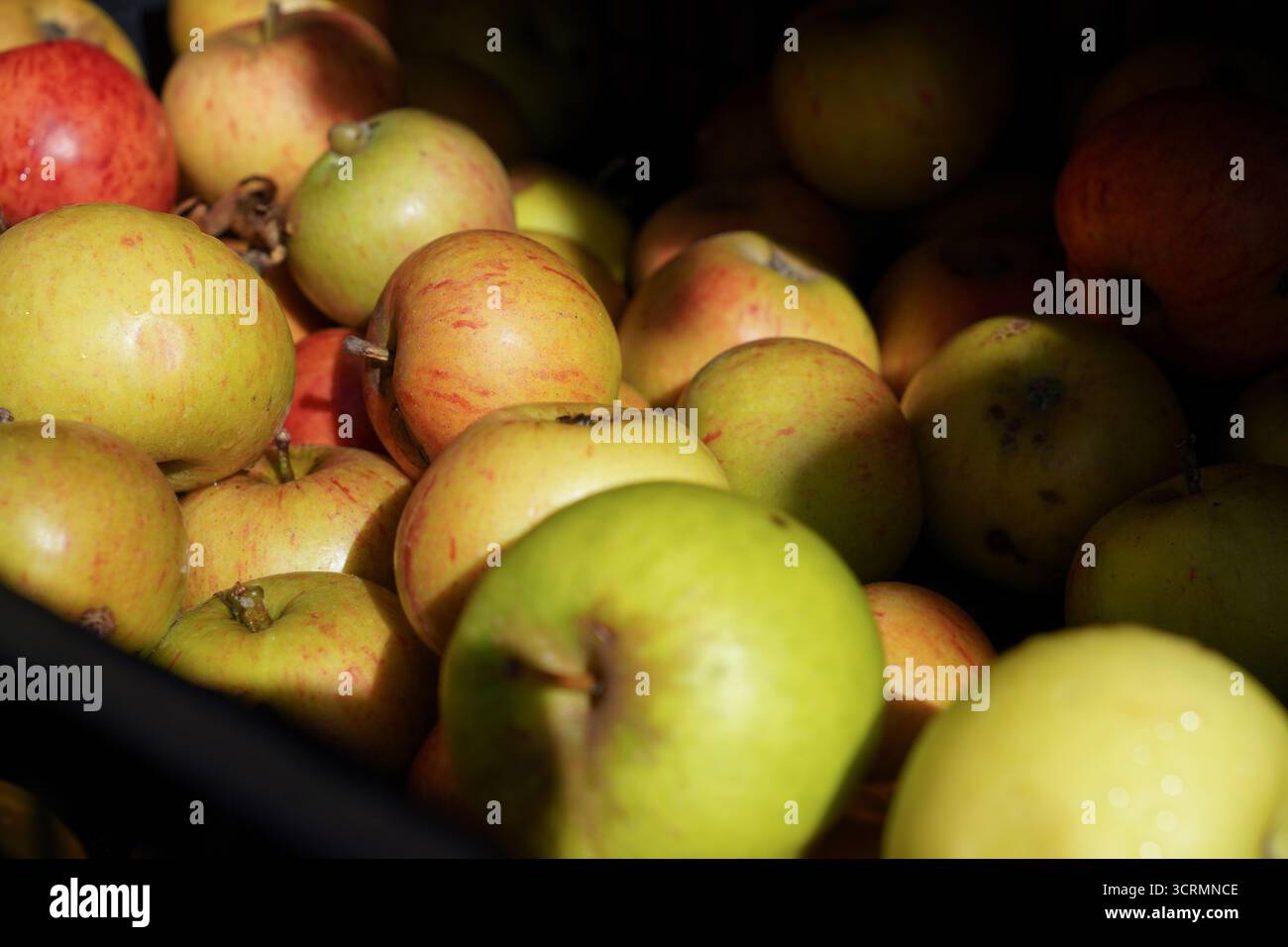 mele da giardino raccolte a mano nel vassoio frutta di stagione e cibo sano Foto Stock
