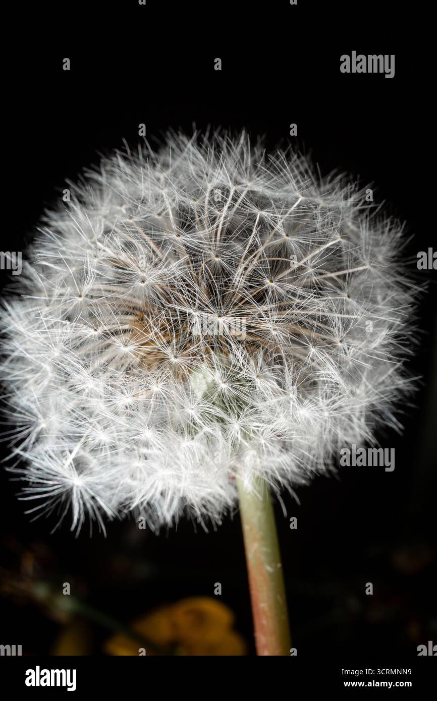 Foto macro di primo piano di soffici semi di dente di leone bianco isolato su sfondo nero. Simbolo di desideri, sogni, fragilità e botanica naturale Foto Stock