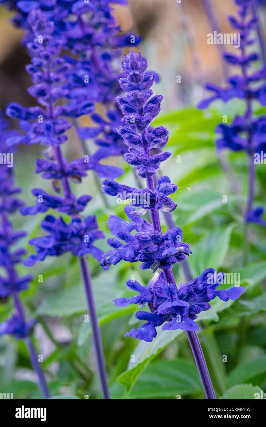 Vista verticale ravvicinata delle punte di fiori viola blu della salvia farinacea, nota anche come salvia mealycup o salvia mealycup che fioriscono all'aperto in giardino Foto Stock
