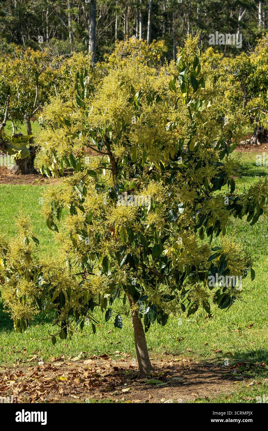 Piccolo albero di Hass Avocado (Persea americana) ricoperto di fioritura di nuova stagione e avos appesi pronti a raccogliere. Frutteto commerciale, Queensland, Australia. Foto Stock