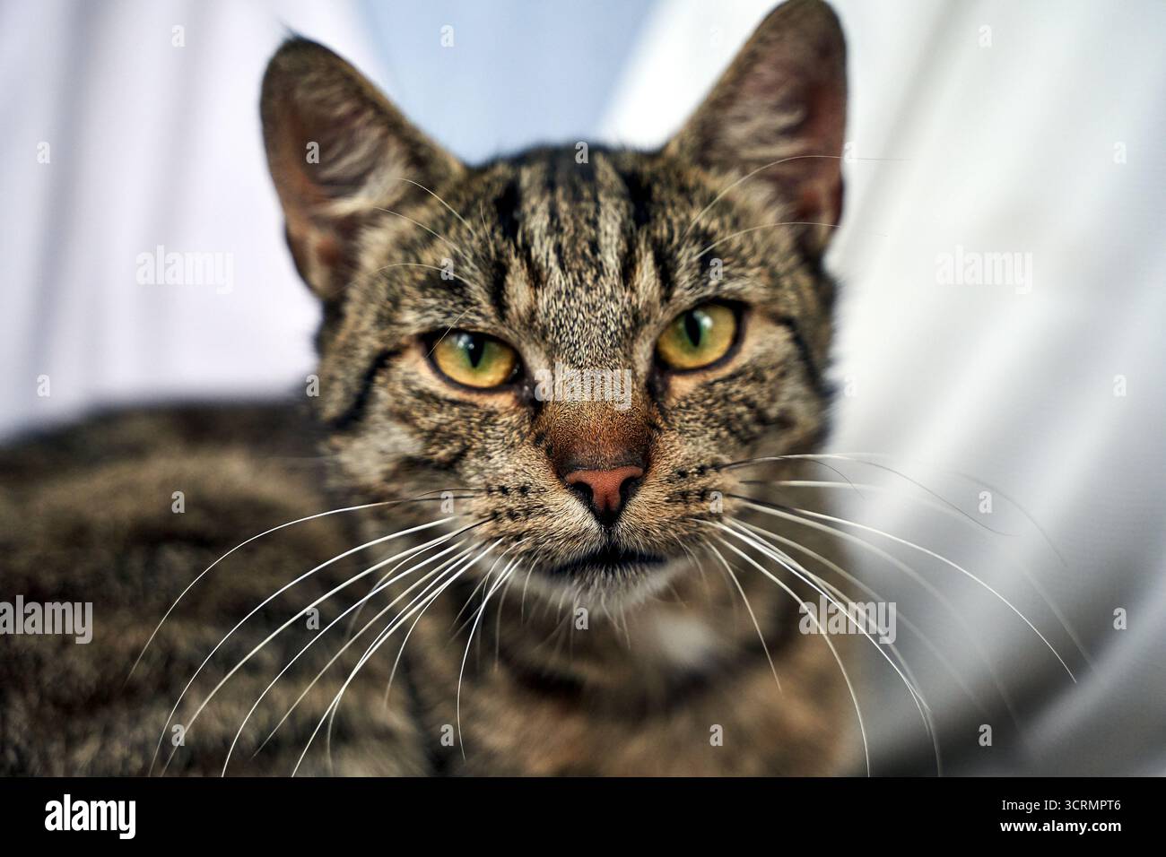 Ritratto di un gatto adulto grigio, Polonia Foto Stock