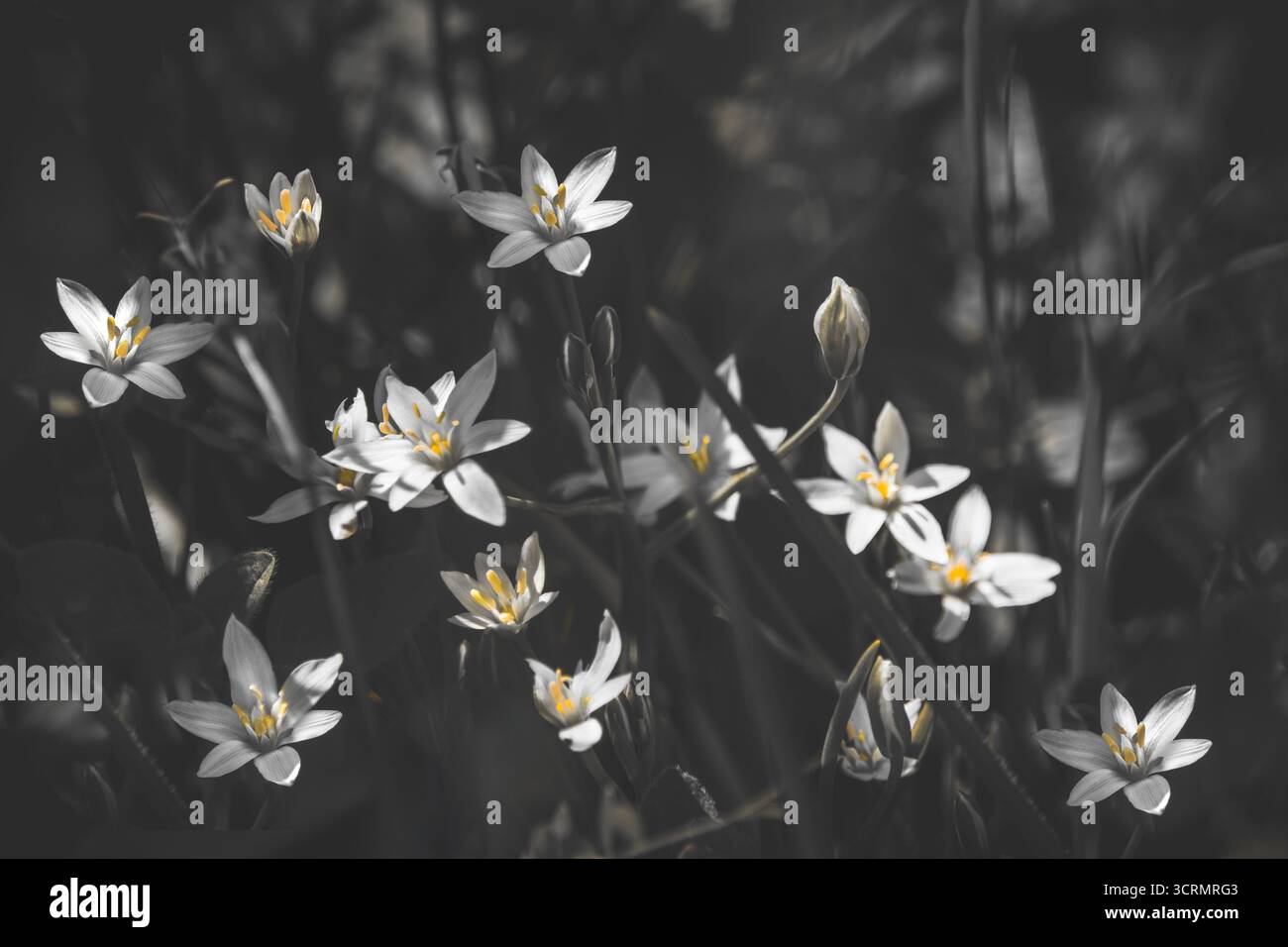 Fotografia monocromatica di gigli d'erba (Ornithogalum Umbellatum) con il giallo come colore isolato, scala di grigi, macro, atmosfera scura, orizzontale Foto Stock