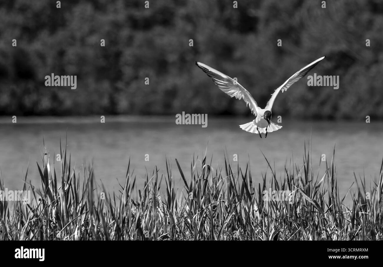 Immagine in bianco e nero di un gabbiano di un Bonaparte volante (Chroicocephalus Philadelphia) con un plumageone di riproduzione monocromatico, dark mood Foto Stock