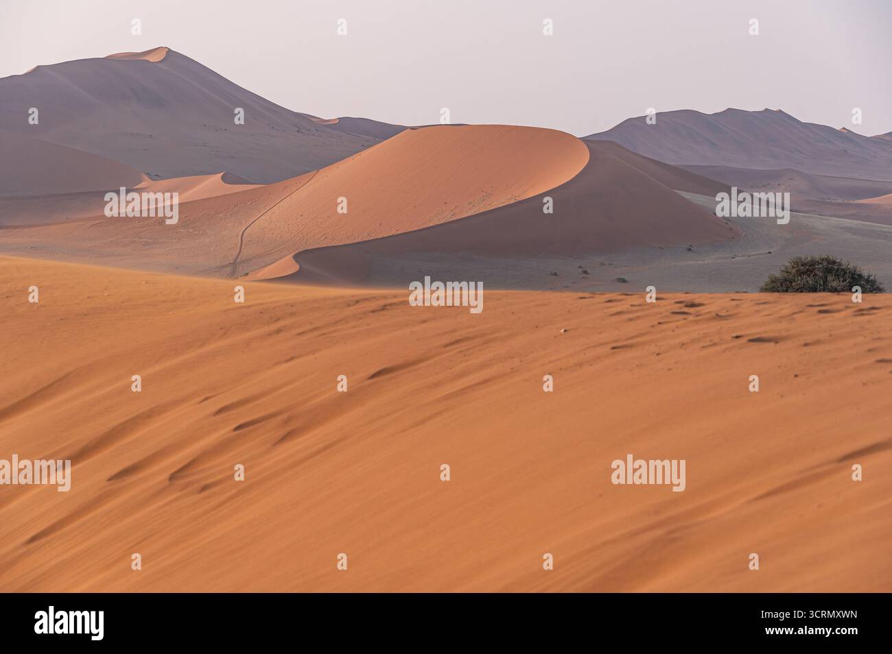 Sabbia di primo piano ondulata che si estende verso infinite dune stratificate che sbiadono nella foschia dell'alba pastello, la serena immensità del mare di sabbia del Namib, la Namibia. Foto Stock