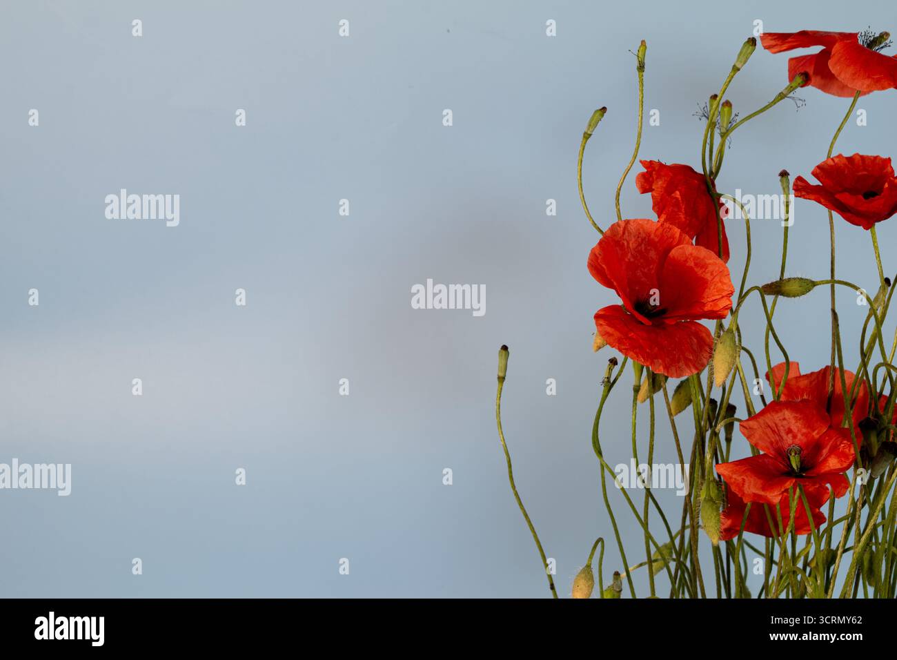 Primo piano di papaveri rossi su sfondo blu. Foto Stock