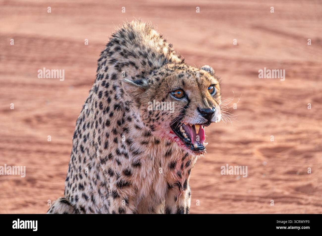 Ghepardo selvatico con denti a bocca aperta e sangue dopo l'alimentazione, sguardo intenso e criniera voluminosa, bokeh di sabbia rossa del Kalahari, Bagatelle, Namibia Foto Stock