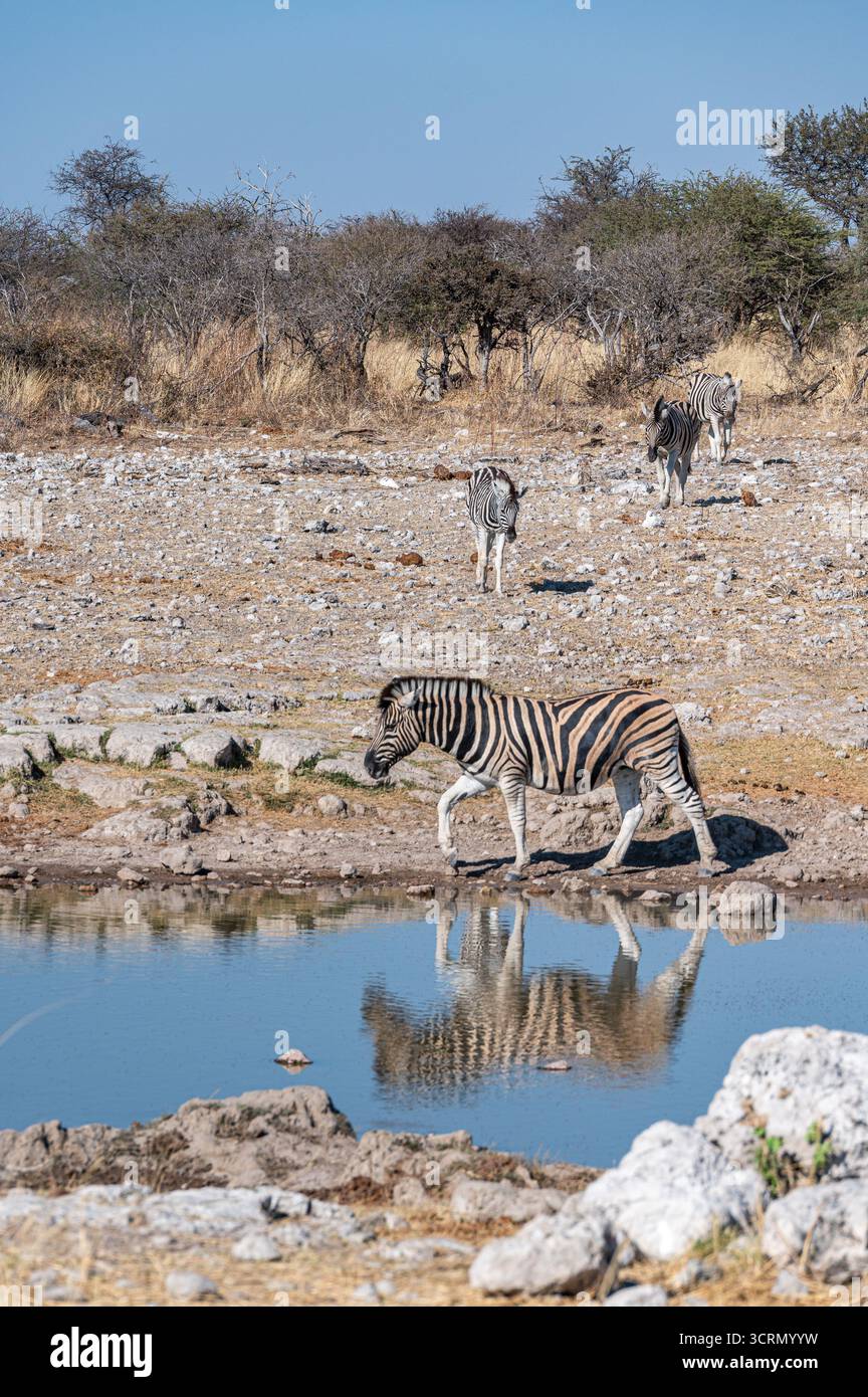 Zebra che cammina lungo il pozzo d'acqua con riflessi in acque calme, paesaggio roccioso e arido di Etosha, Namibia Foto Stock