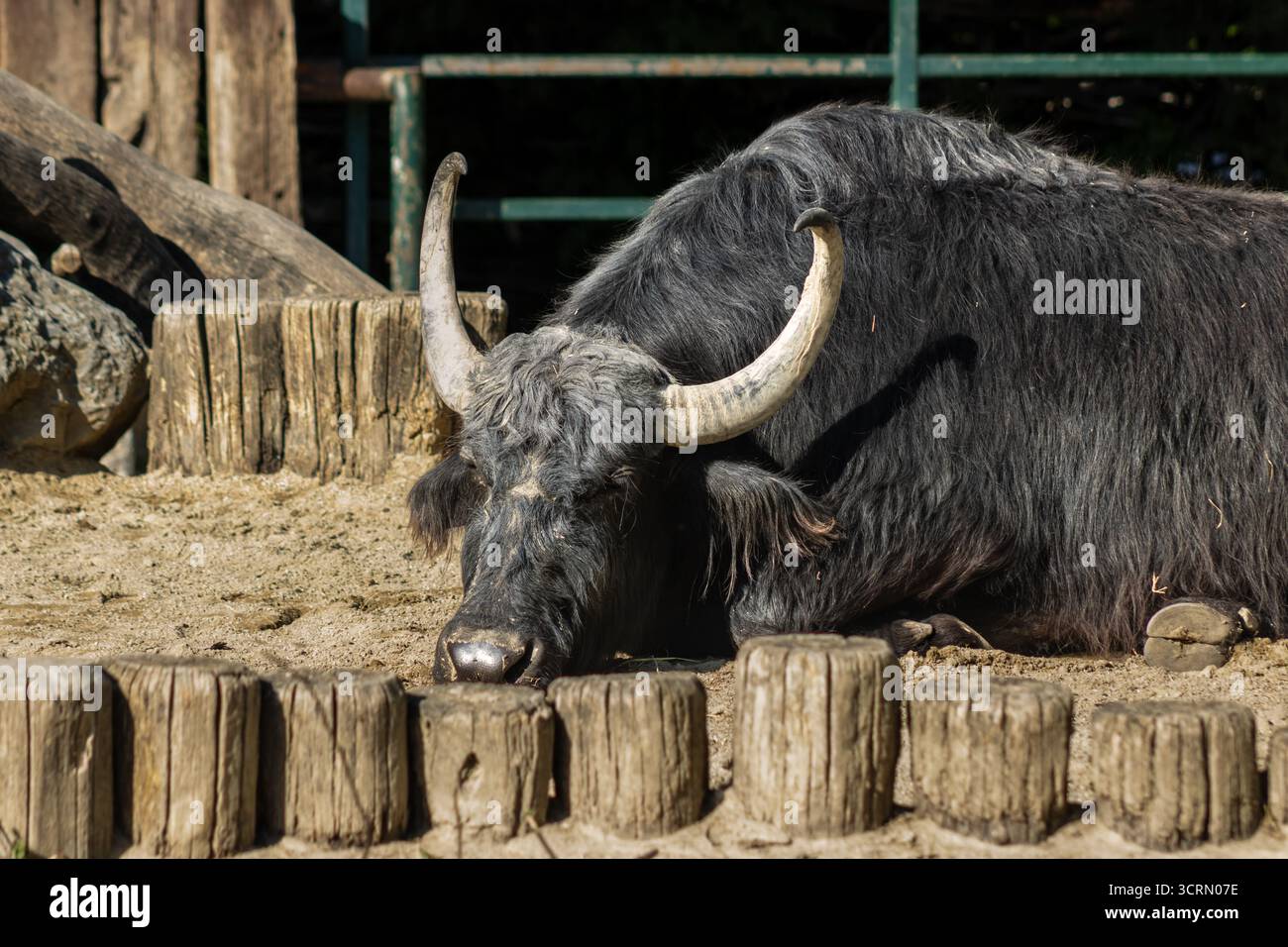 Animali dello zoo di Schonbrunn, bufalo d'acqua domestico a Vienna, Austria Foto Stock