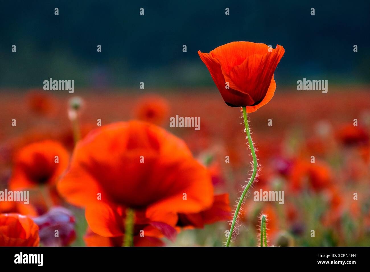 papaveri rossi sul campo. immagine di sfondo per ricordo o giorno anzac. splendido paesaggio di campagna con fiori al tramonto. messa a fuoco selettiva Foto Stock