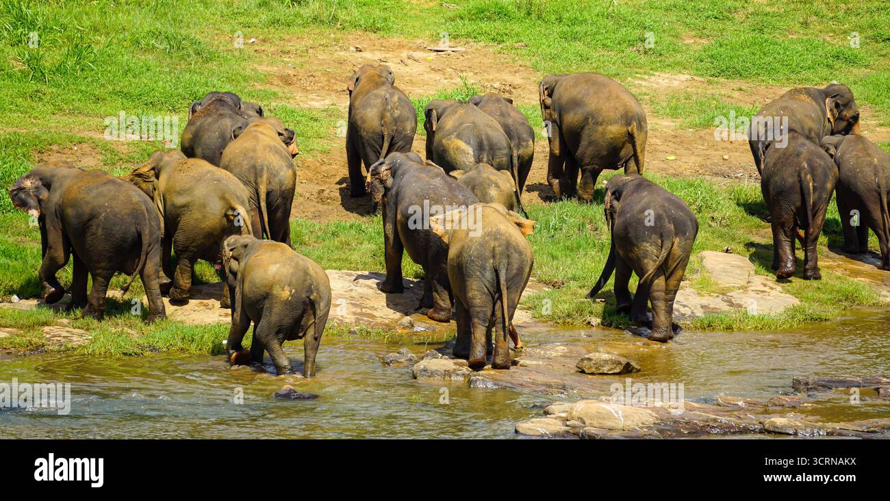Una grande mandria di ele asiatiche. fanti in piedi vicino a una sponda del fiume, mostrando comportamento sociale e dinamiche del gregge in un ambiente naturale. Foto Stock