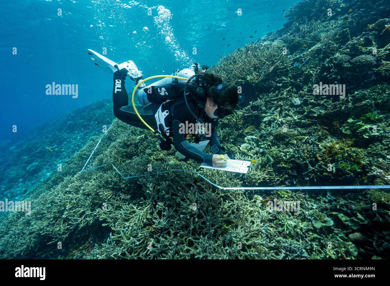 Biologi marini indonesiani che monitorano la copertura corallina nello stretto di Dampier, Raja Ampat, Indonesia Foto Stock
