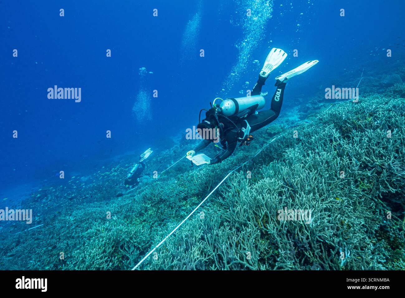 Biologi marini indonesiani che monitorano la copertura corallina nello stretto di Dampier, Raja Ampat, Indonesia Foto Stock