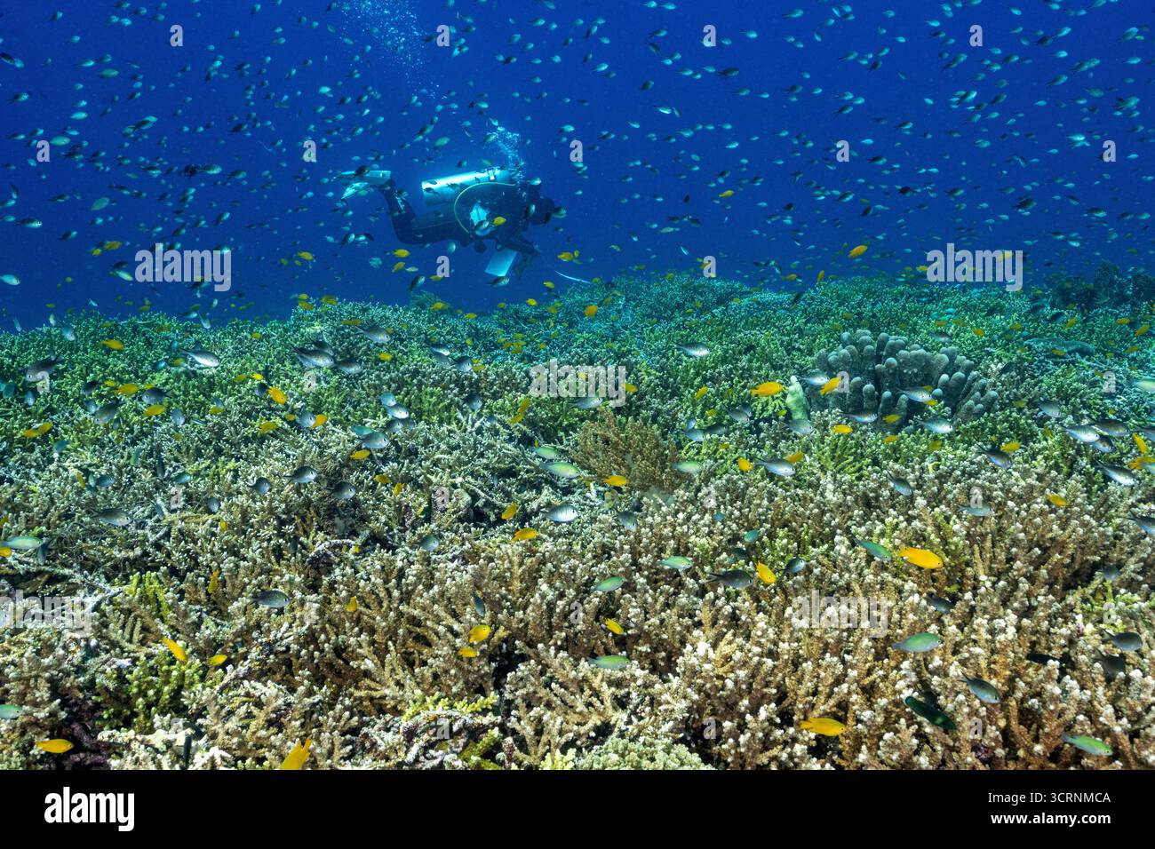 Biologi marini indonesiani che monitorano la copertura corallina nello stretto di Dampier, Raja Ampat, Indonesia Foto Stock