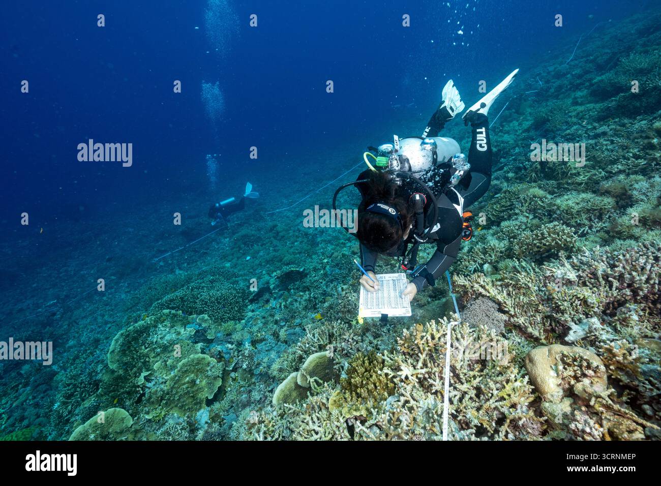 Biologi marini indonesiani che monitorano la copertura corallina nello stretto di Dampier, Raja Ampat, Indonesia Foto Stock