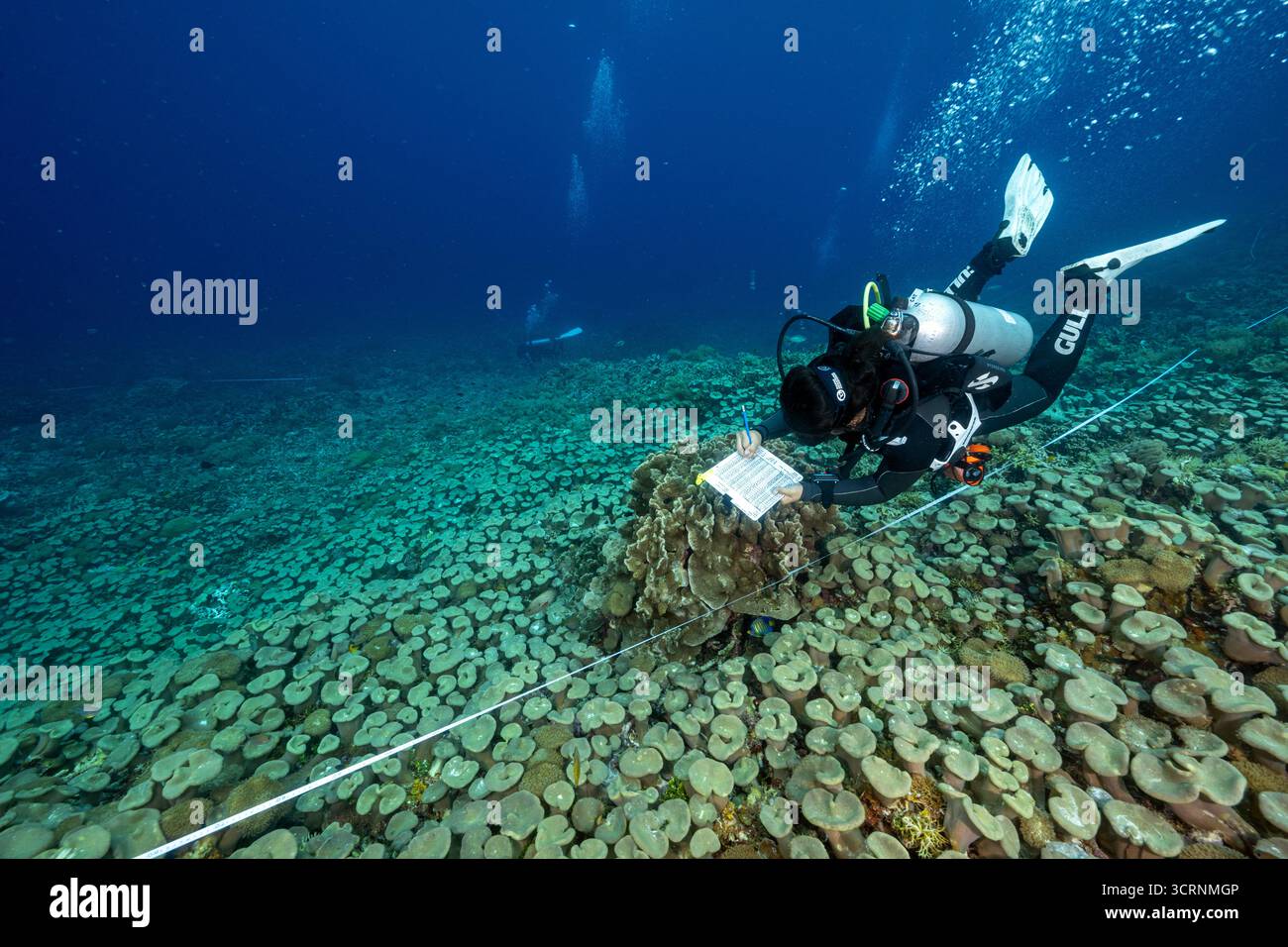 Biologi marini indonesiani che monitorano la copertura corallina nello stretto di Dampier, Raja Ampat, Indonesia Foto Stock