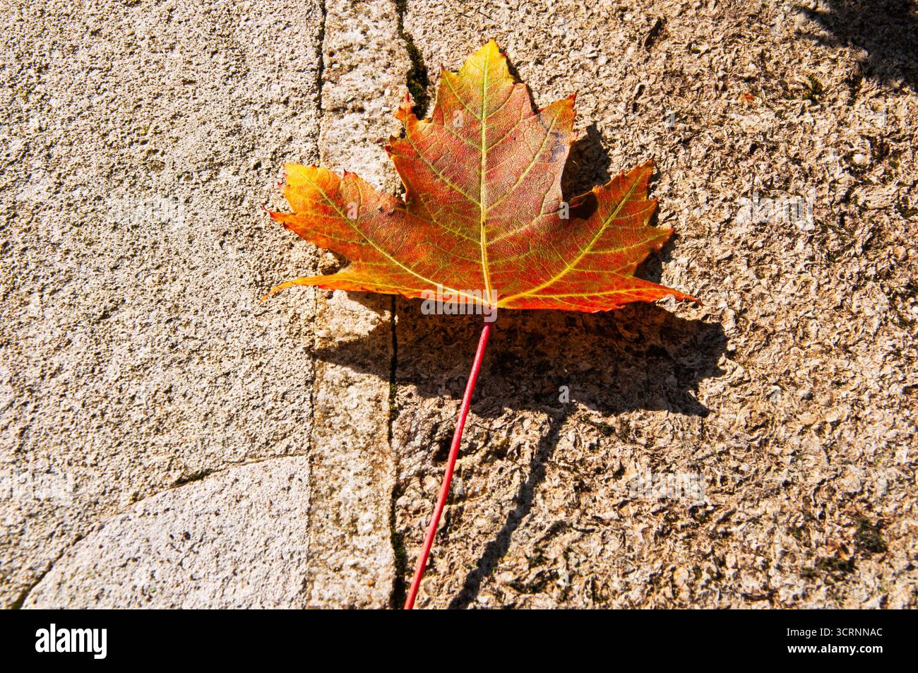 Il tocco autunnale: Una foglia d'acero caduto poggia su una superficie in pietra testurizzata, che mostra la transizione stagionale della natura. Foto Stock
