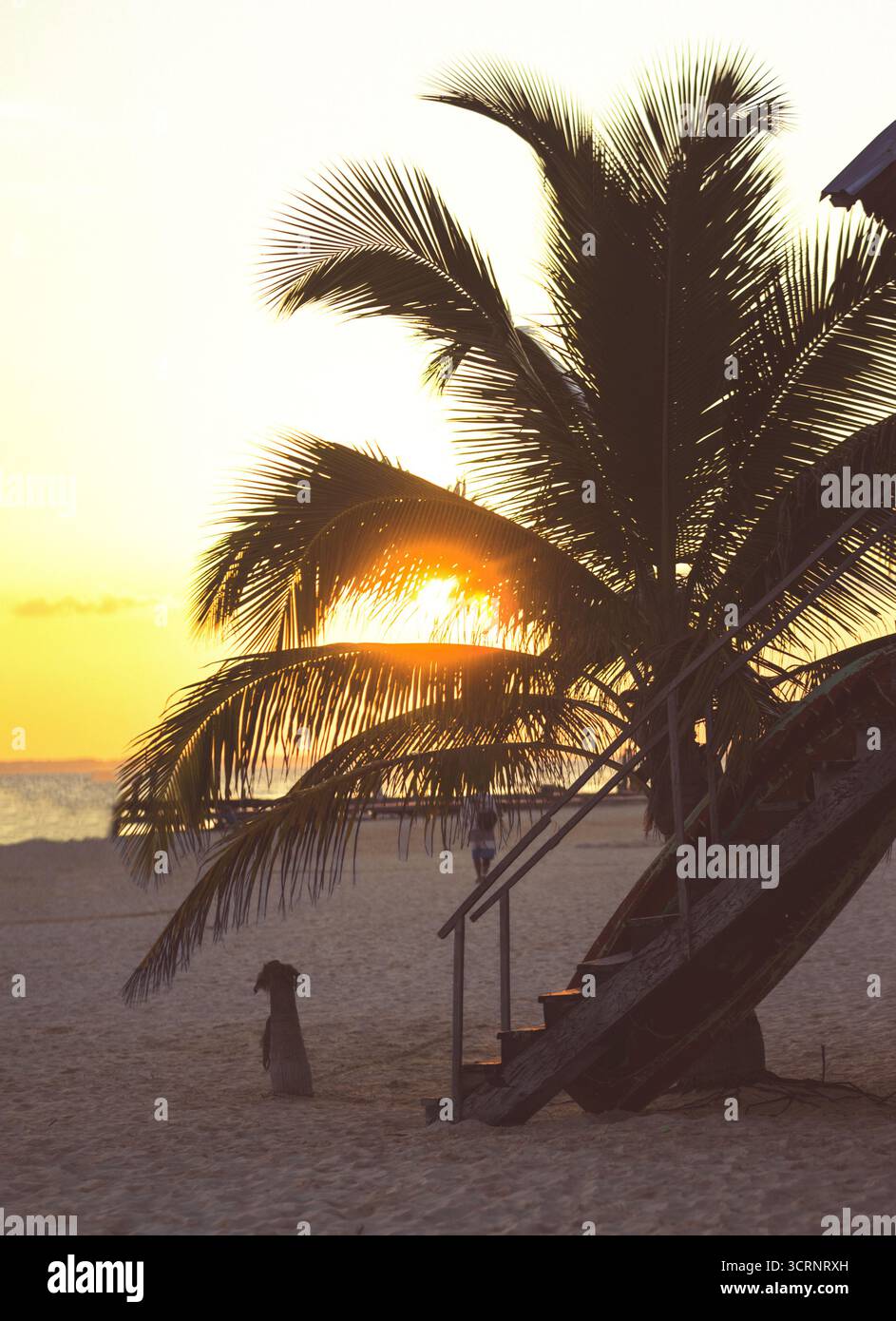 Vista del sole che tramonta dietro una palma con un cane seduto sulla sabbia, luce calda che bagna la scena in tonalità dorate, Isla Mujeres, Quintana Roo, me Foto Stock