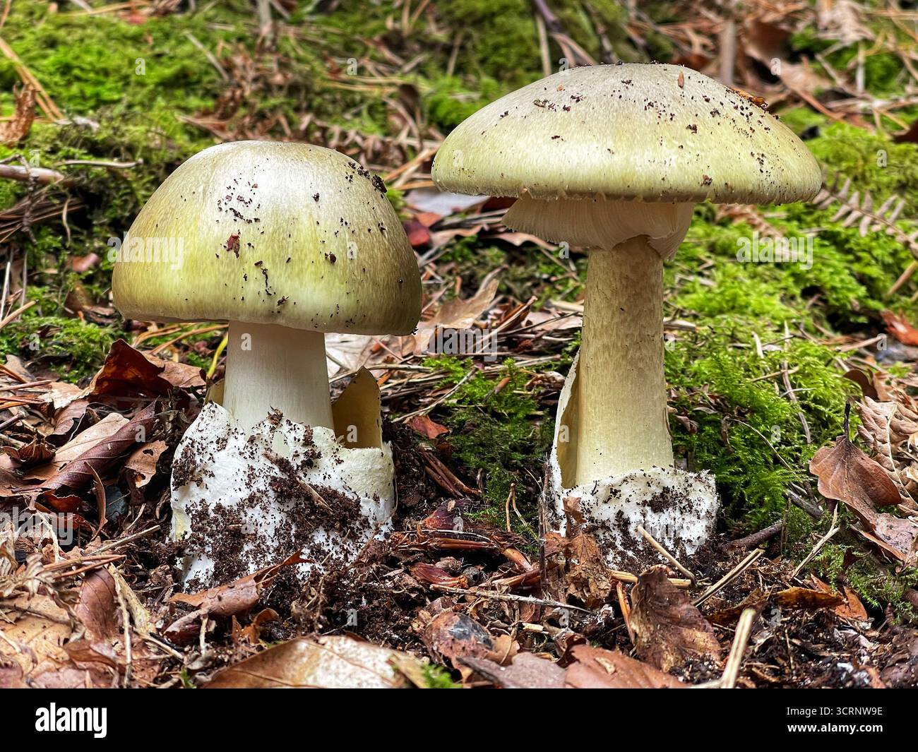 Il cappellotto della morte, Amanita phalloides, causando molti avvelenamenti fatali in tutto il mondo, tra cui recentemente nel caso Erin Patterson, Leongatha, Australia Foto Stock