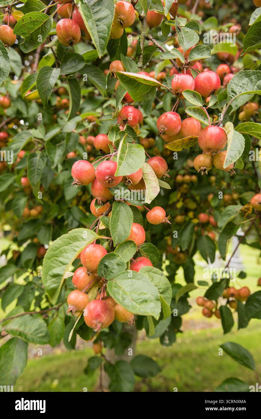 Ammassi decorativi di mele di granchio arrossate lucide, inizio ottobre, North Yorkshire. Foto Stock