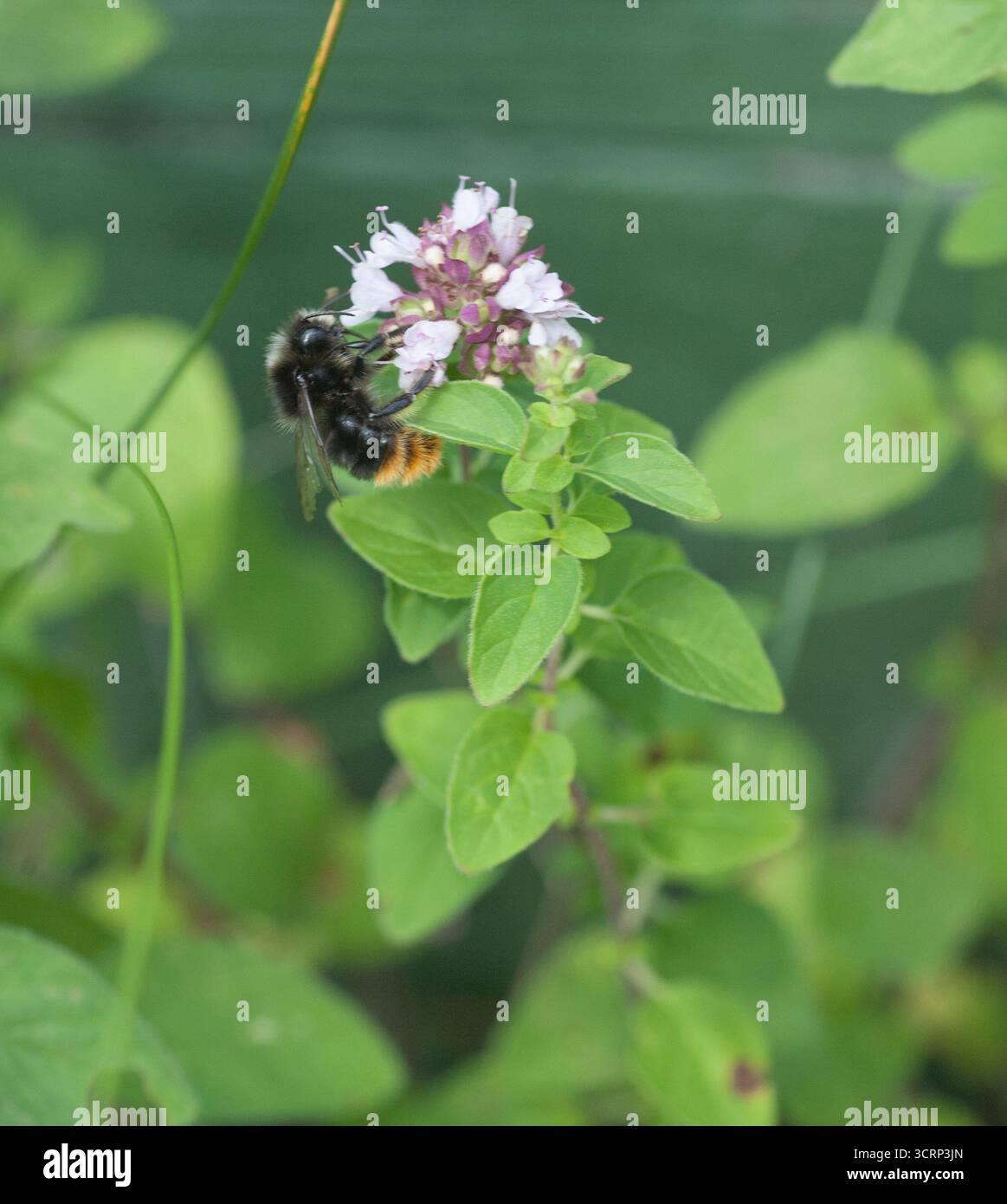 Stenhumla Bombus Lapidarius bumblebee dalla coda rossa Foto Stock