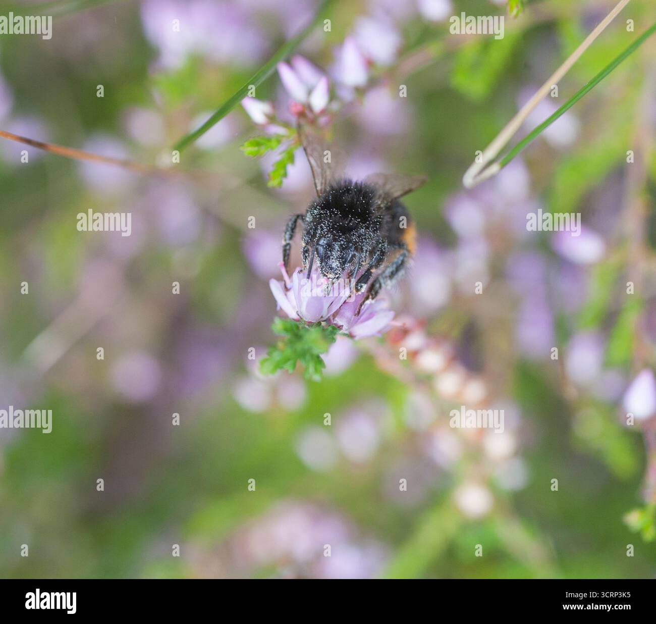 Stenhumla Bombus Lapidarius bumblebee dalla coda rossa Foto Stock