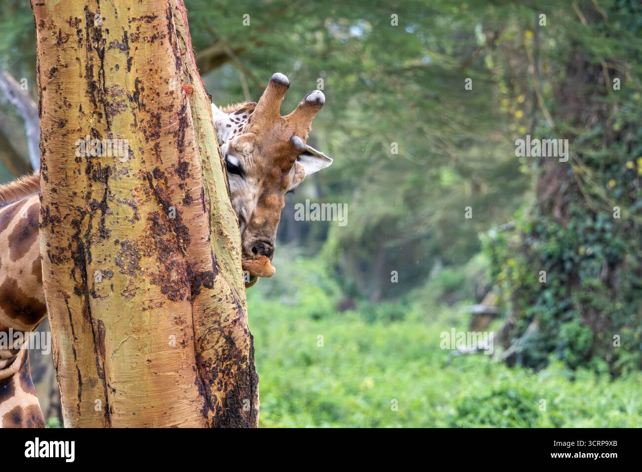 Una giraffa Rothschild in via di estinzione (Giraffa camelopardalis) si nutre mordendo e rimuovendo la corteccia da un albero di acacia nel Parco Nazionale del Lago Nakuru, Kenya. Foto Stock