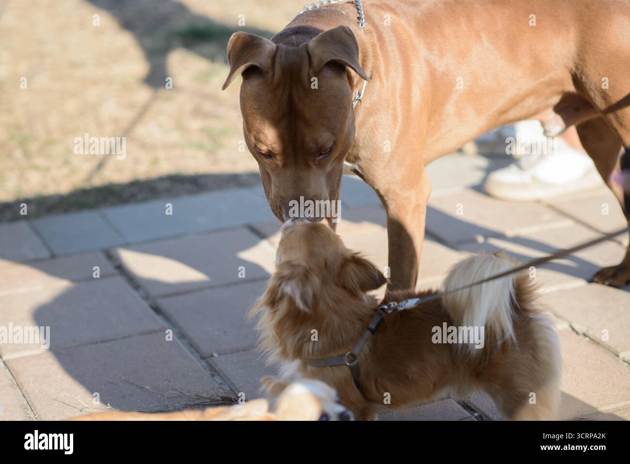 Un cane di tipo Pit Bull e un piccolo cane di tipo Chihuahua dai capelli lunghi si incontrano naso a naso all'aperto, illustrando il comportamento amichevole e la calma atmosfera sociale Foto Stock