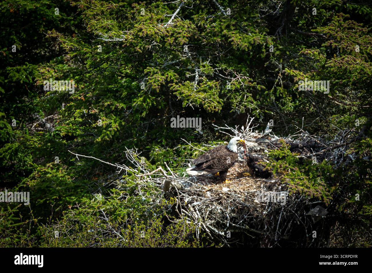 Un'aquila calva alimenta il suo aquila in un nido alto in un albero. Foto Stock