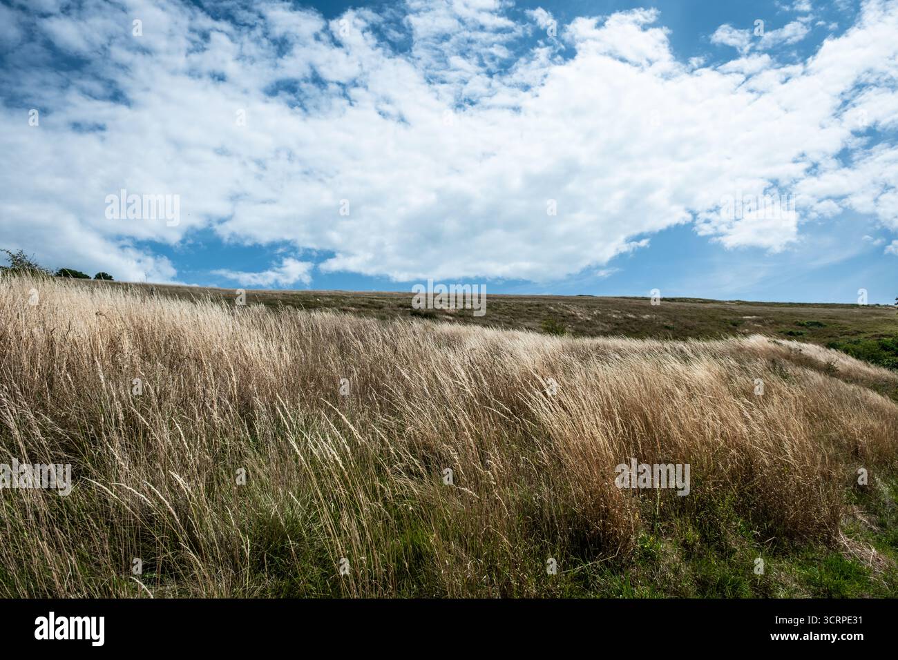 Seven Sisters Cliffs – costa di Chalk dell'East Sussex, Inghilterra Foto Stock