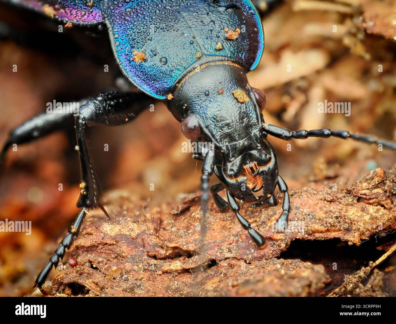 Lo scarabeo da terra viola o lo scarabeo da pioggia (Carabus violaceus). Verticale. Macro. Foto Stock