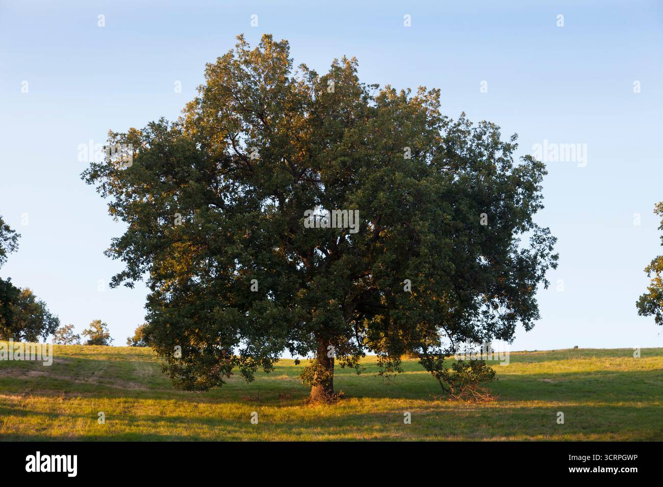 Un grande albero in un campo verde e un cielo blu Foto Stock