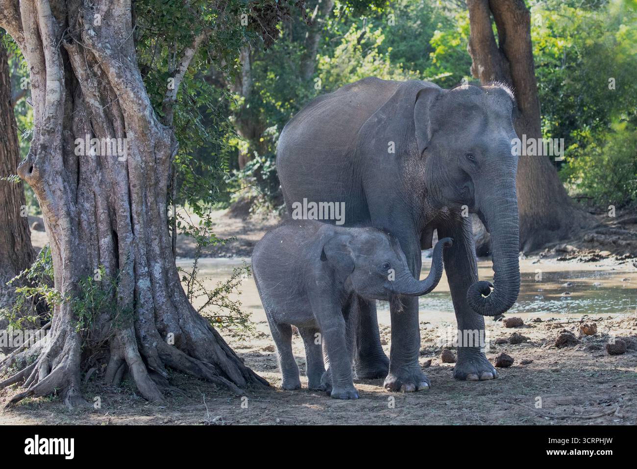 Un elefante femminile protegge il suo vitello nella giungla di Yala. Foto Stock