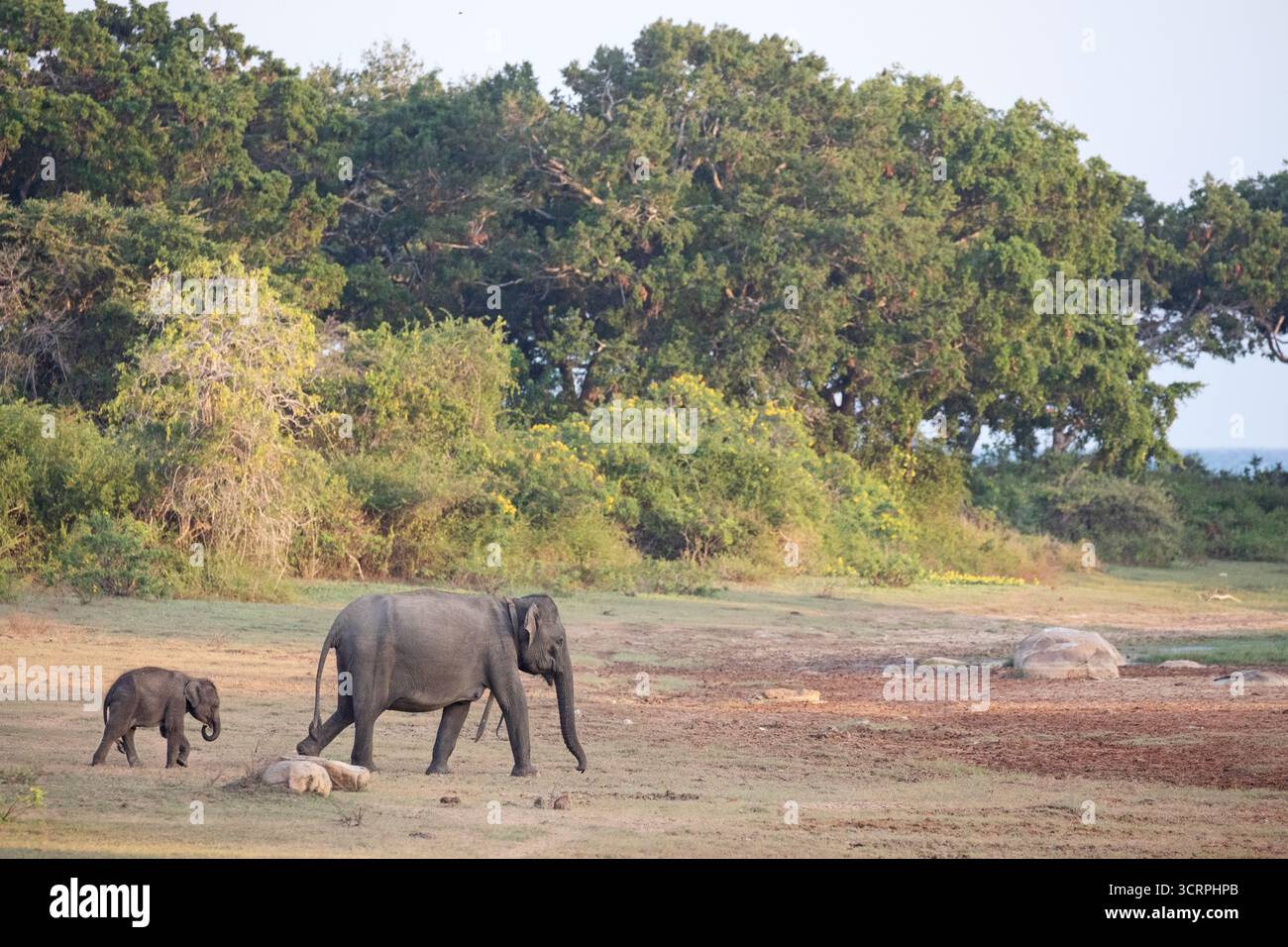 Un elefante e il suo giovane vitello attraversano una radura nelle giungle di Yala. Foto Stock