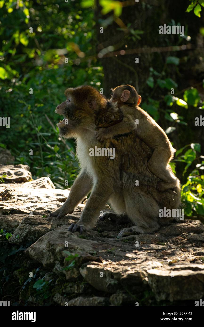 Barbary Macaque baby sulla mamma a la Forêt des Singes, Rocamadour Foto Stock