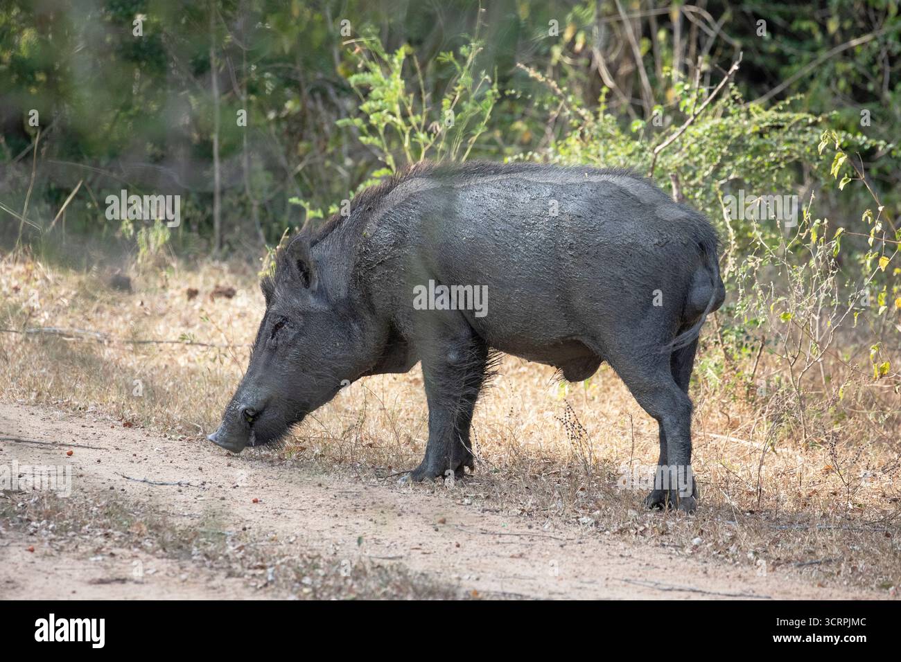 Un grande cinghiale che sfreccia su un sentiero sterrato in natura. Foto Stock