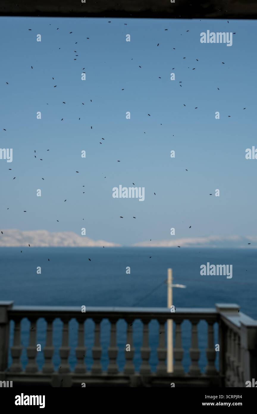 Molte piccole mosche sul vetro della finestra con vista dalla finestra su una terrazza e sul mare con un'isola Foto Stock