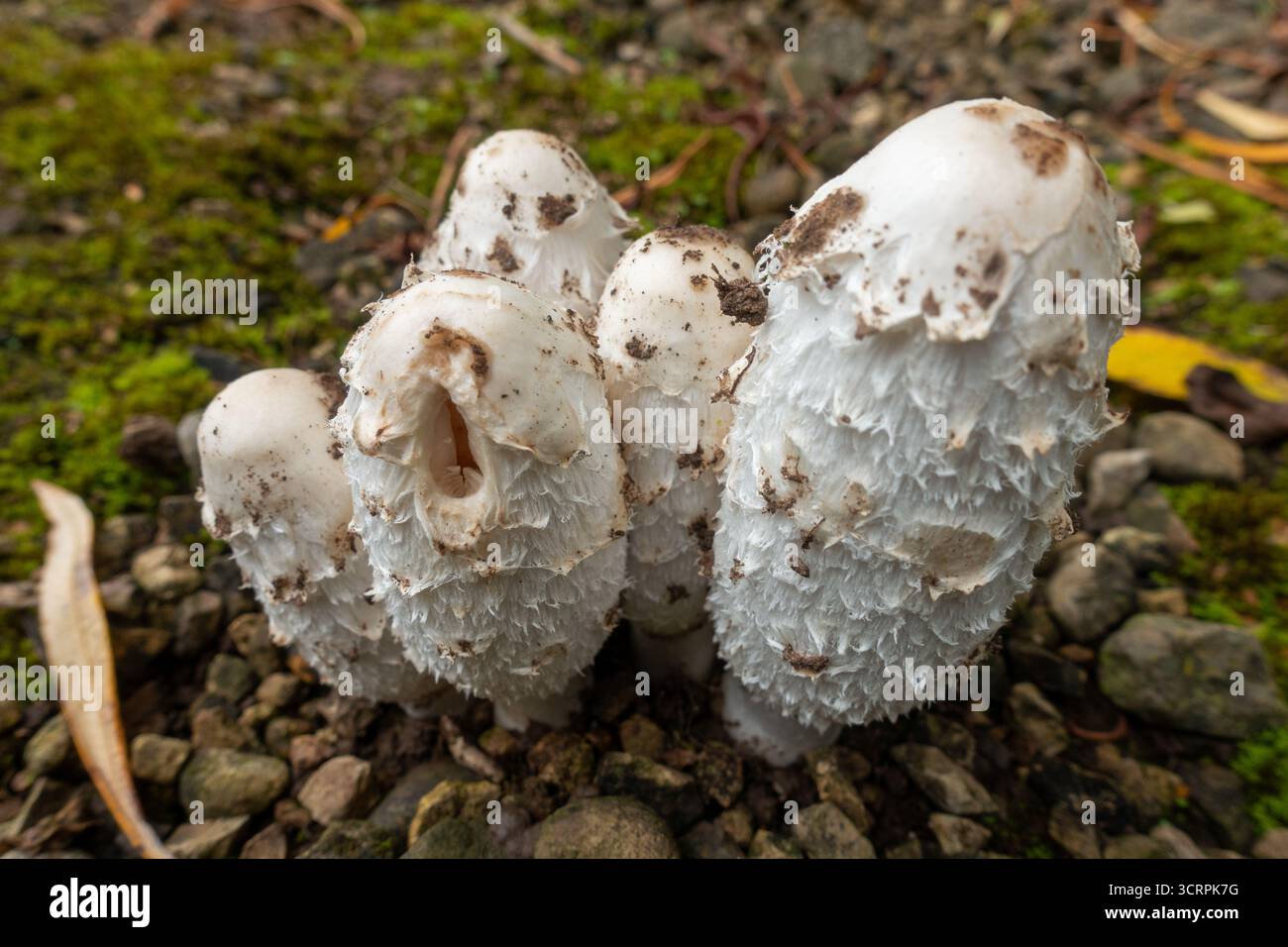 Shaggy Inkcap (Coprinus comatus), noto anche come Wig dell'avvocato o Shaggy Mane Foto Stock