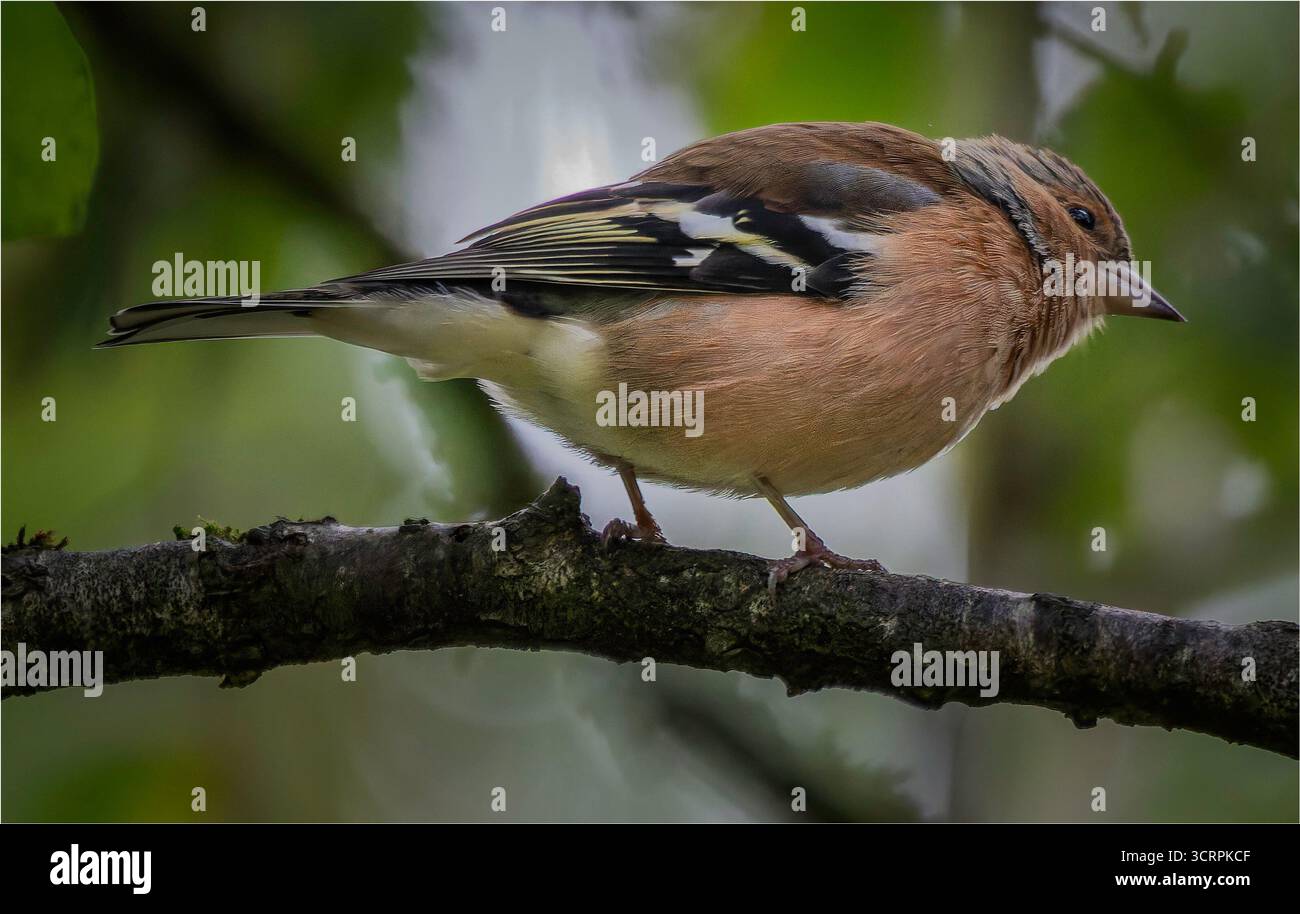 Chaffinch comune (Fringilla coelebs) arroccato su un ramo d'albero, mostra un piumaggio colorato su uno sfondo verde naturale. Foto Stock