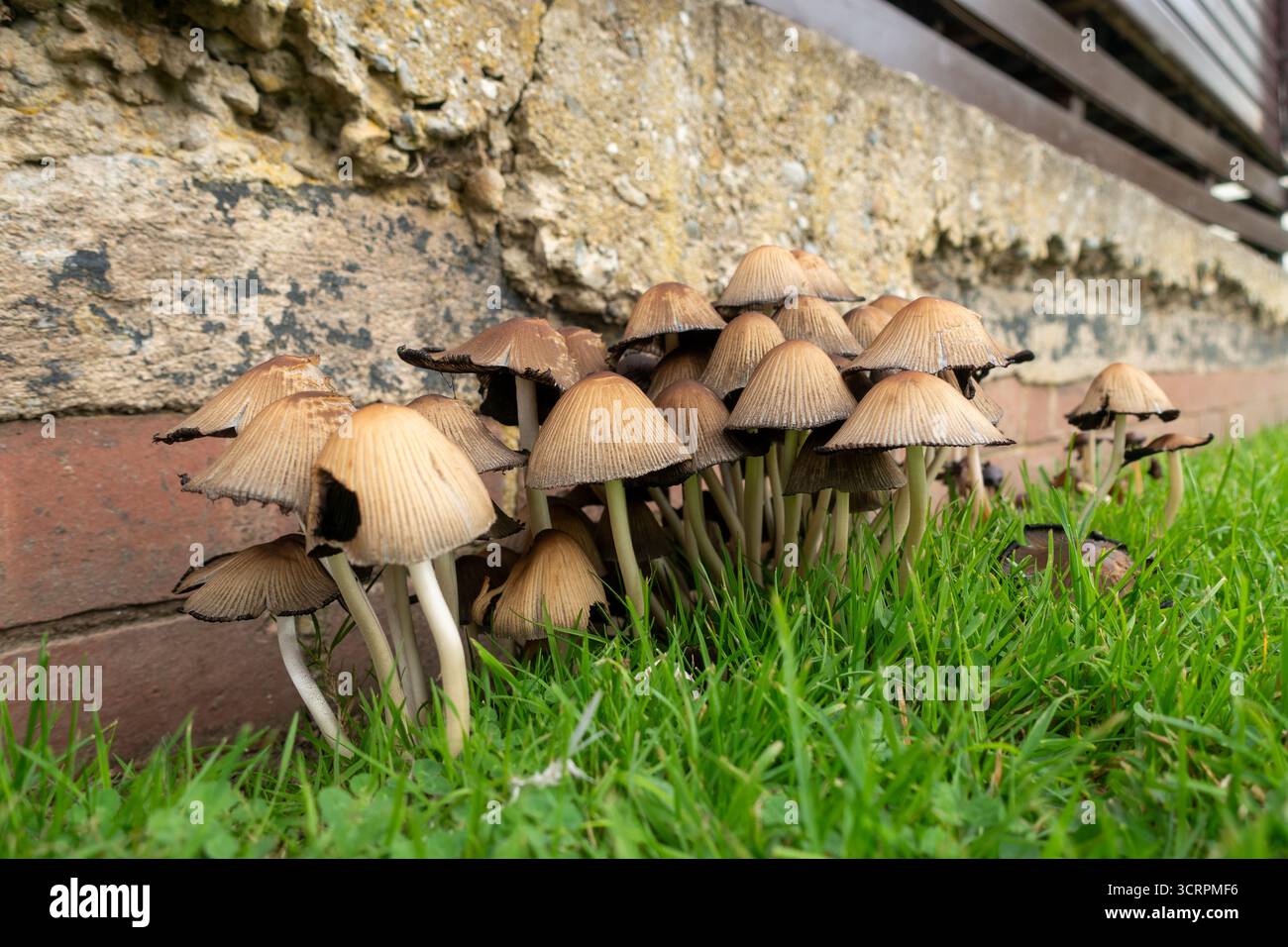 Coprinellus micaceus, comunemente noto come Mica Caps, Glistening Inky Caps o Shiny Caps Foto Stock