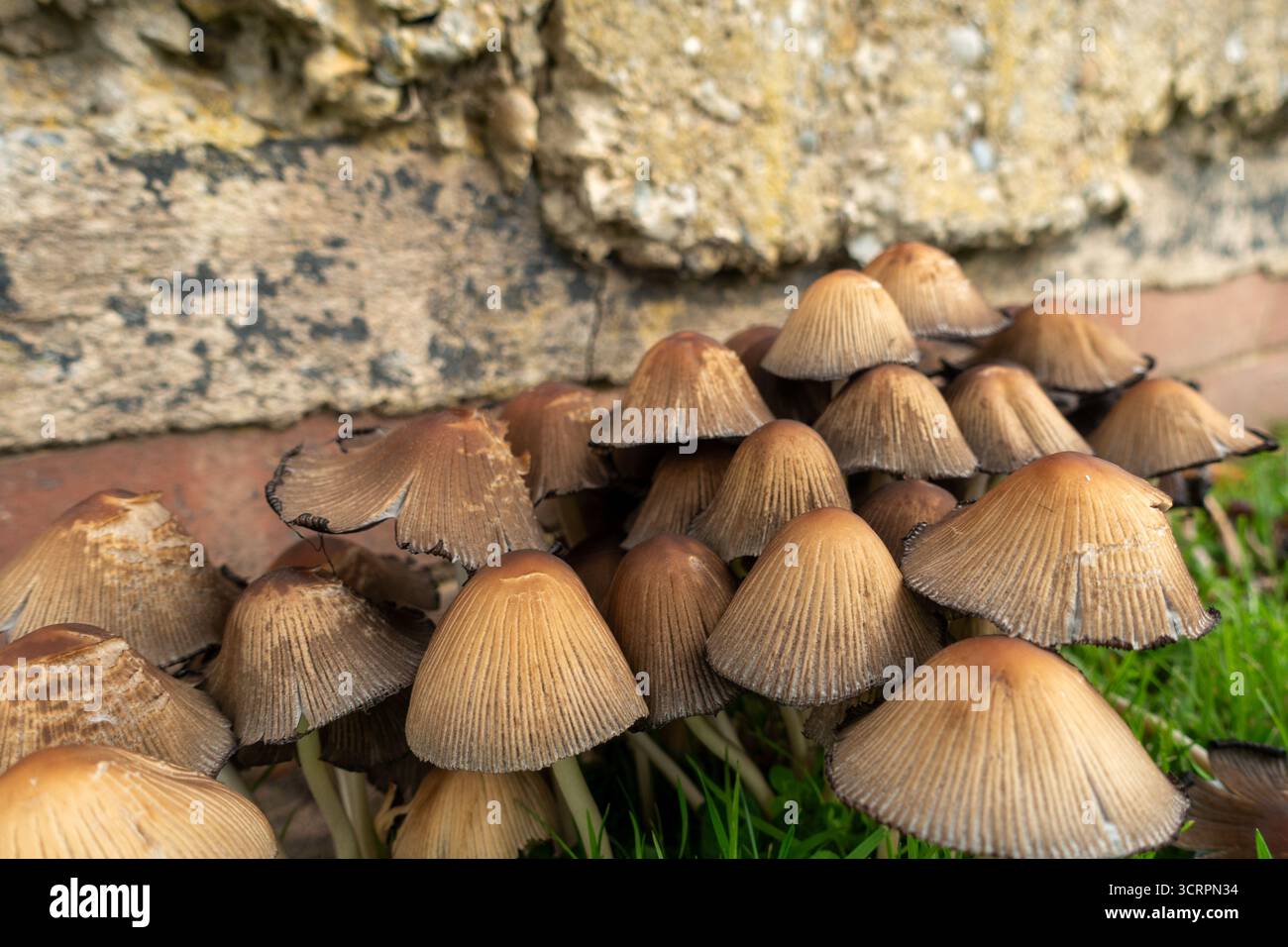 Coprinellus micaceus, comunemente noto come Mica Caps, Glistening Inky Caps o Shiny Caps Foto Stock