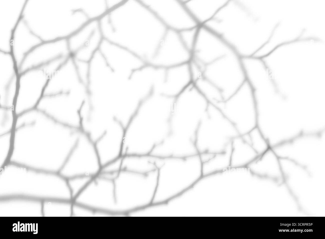 Sfondo astratto. Schema d'ombra dei rami degli alberi senza foglie isolate su sfondo bianco. Ombra per effetti di luce naturale. Foto Stock