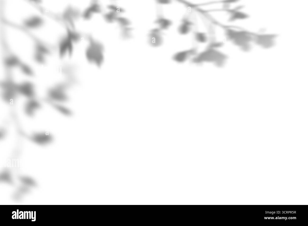 Ombre dai rami con lamelle, disposizione degli spigoli. Effetto sovrapposizione per foto, mockup, poster, arte murale. Ombra per effetti di luce naturale. Foto Stock