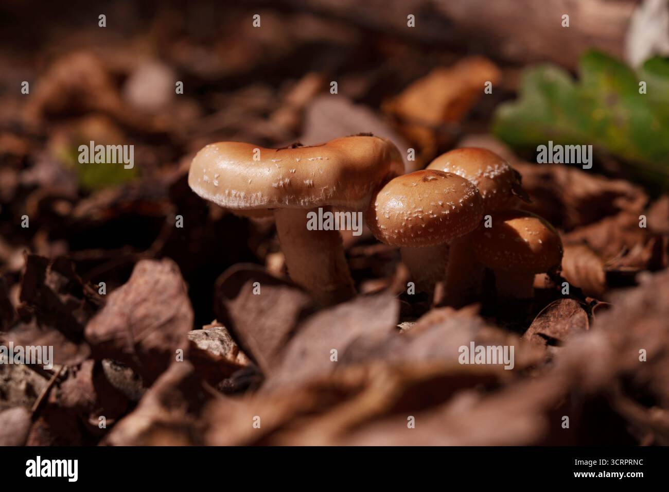 Funghi di volpe dal centro di una foglia autunnale. Foto Stock