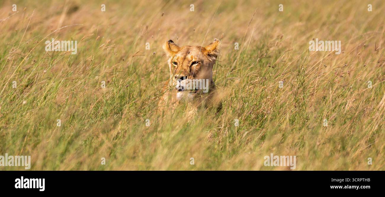 Lioness caccia nell'erba alta Foto Stock