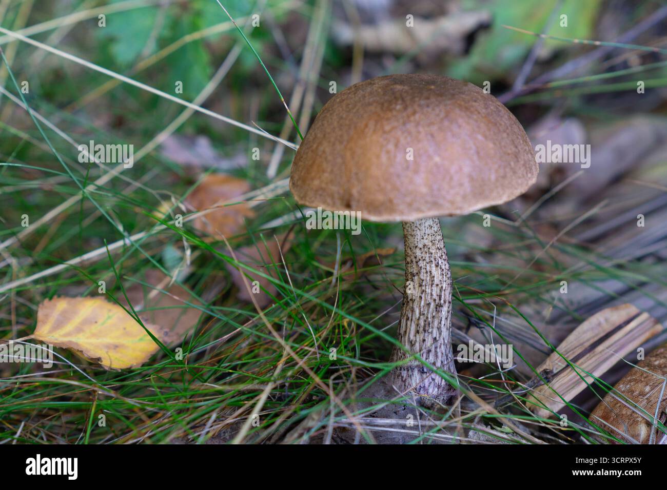 Fungo bolo bruno commestibile che cresce sul terreno boschivo tra erba e foglie autunnali. Foto Stock