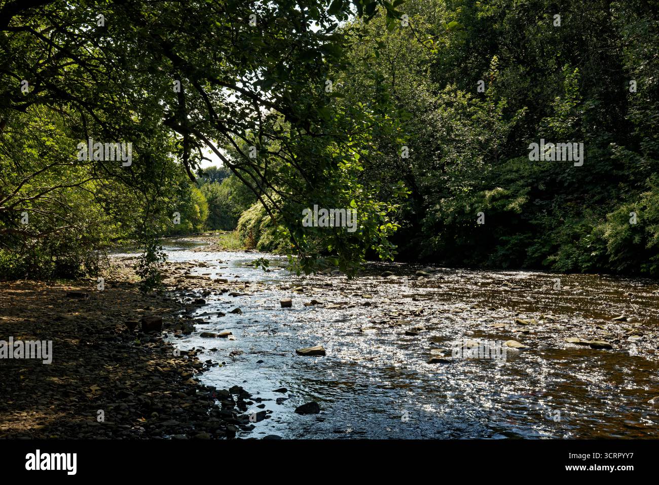 Il livello dell'acqua è basso nel fiume Irwell, in quanto passa attraverso un ambiente boscoso e una soleggiata giornata estiva vicino al centro di Bury, Greater Manchester. Foto Stock